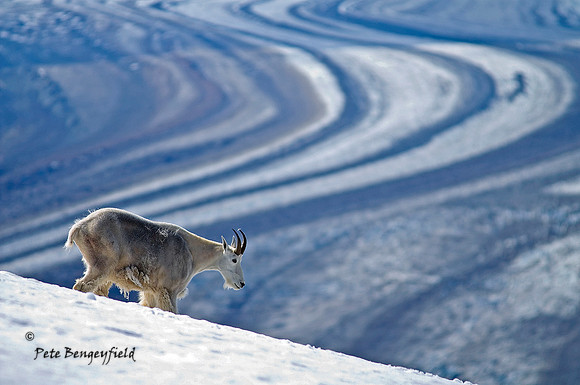 Glacier Goat