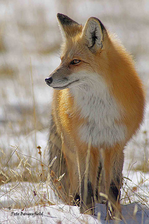 fox-507-d