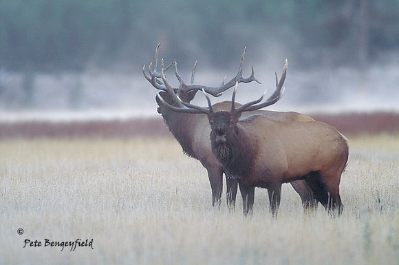 elk-4788-d