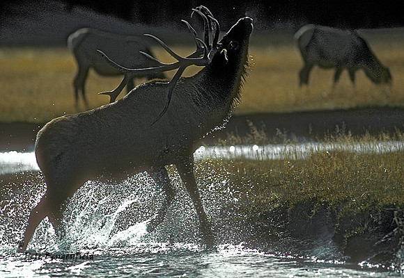 elk-2700-K