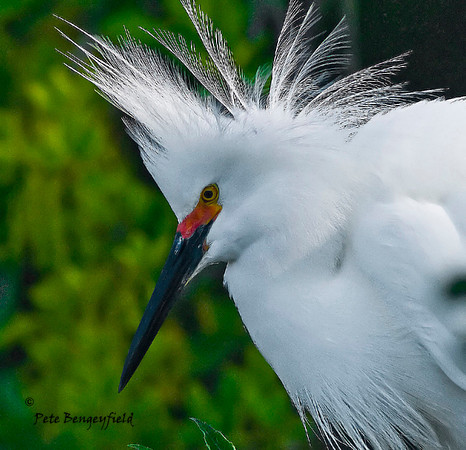 Bad Hair Day