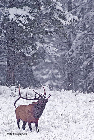 End of the Rut II