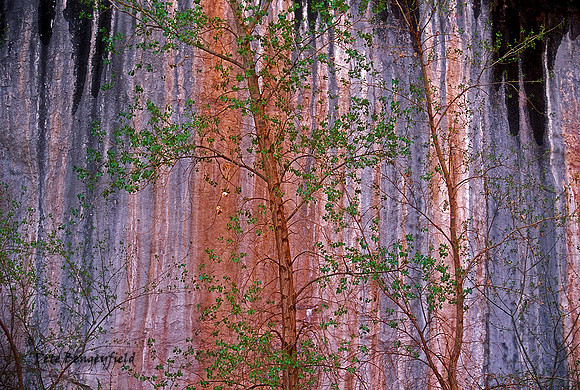 Canyon Walls