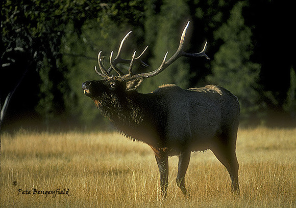 elk-0475-k