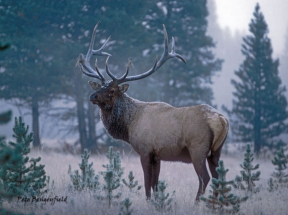Frosty Elk