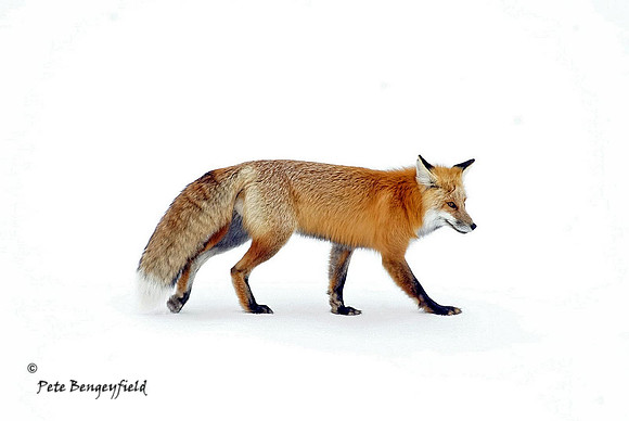 fox-467-d