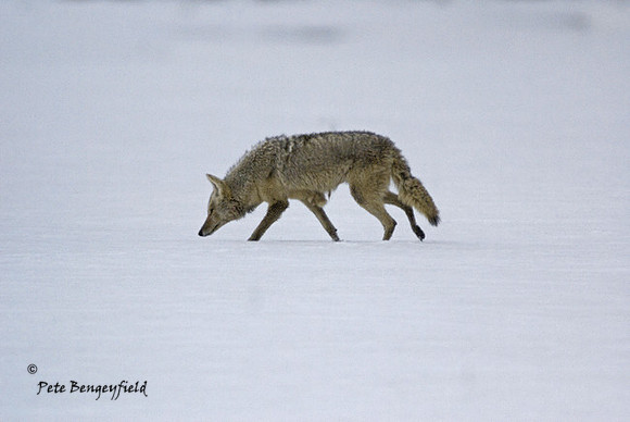 coy-1190-d
