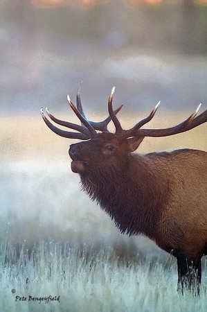 elk-4901-d