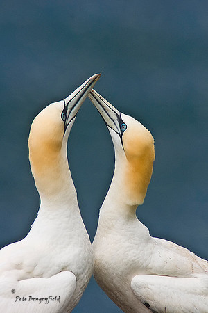 Gannet Love