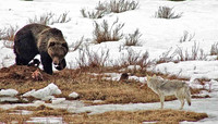 Grizzly Bears (Lower 48)