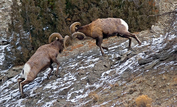 Battling Bighorns