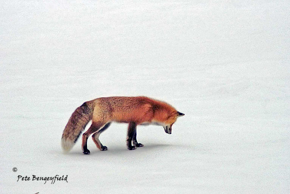 fox-461-d-