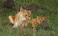 Lions