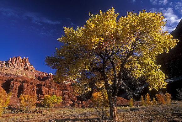 Autumn Cottonwoods