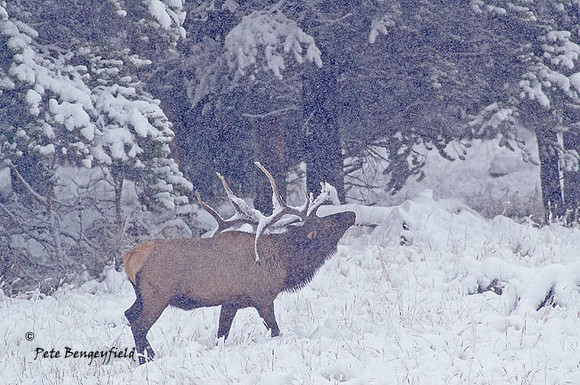 elk-4736