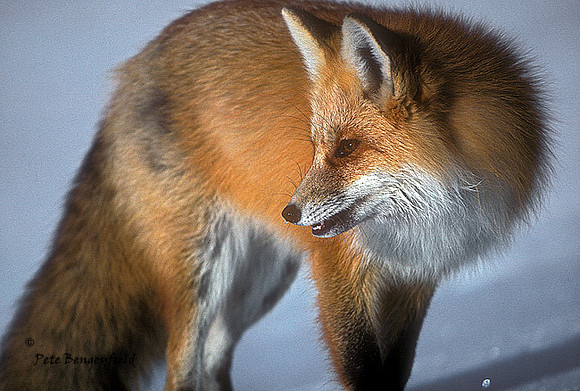 fox-021-k