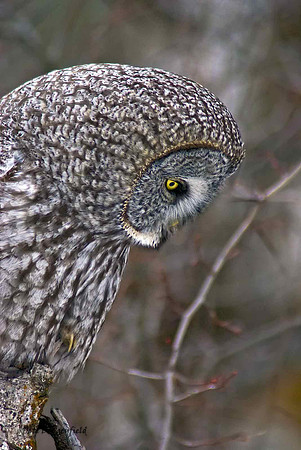 owl-512-d