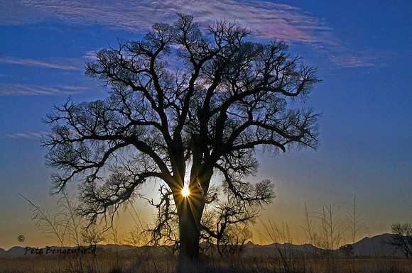 Cottonwood Sunrise