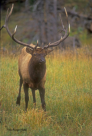 elk-2468-f