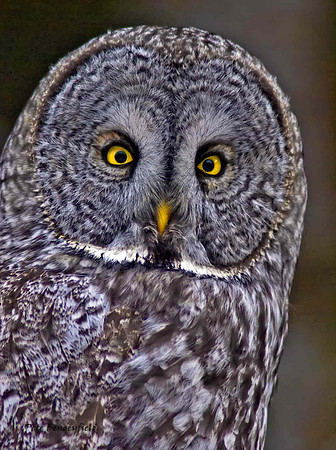owl-513-d