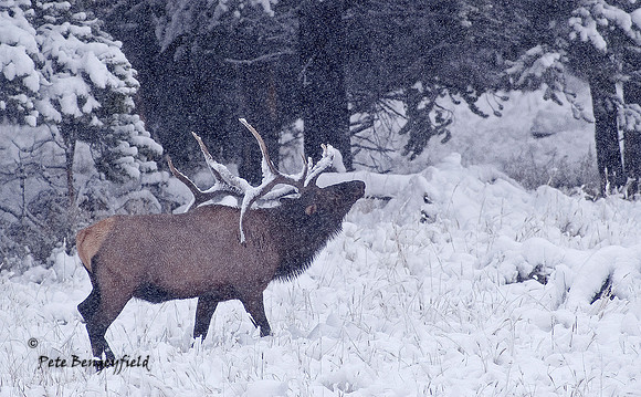 End of the Rut I