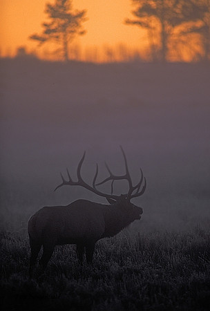 elk-4024-f