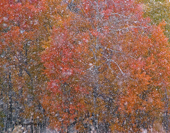 Early Snow