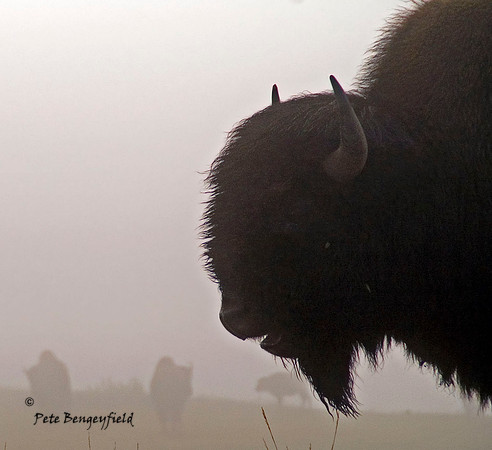 Foggy Bison