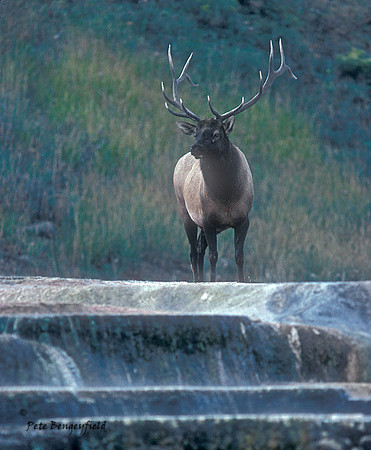 elk-2195-e
