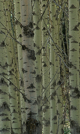 Aspen