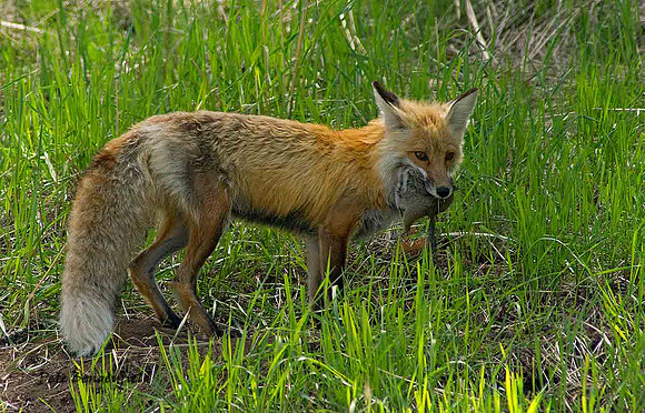fox-410-d