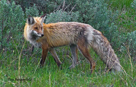 fox-411-d