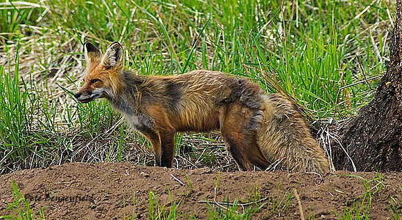 fox-408-d
