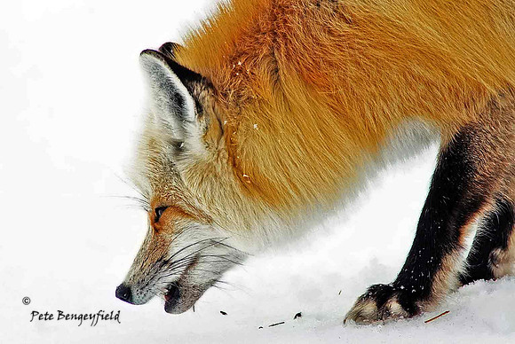 fox-469-d