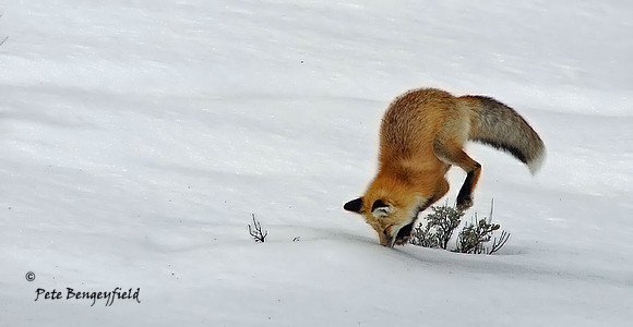 fox-483-d