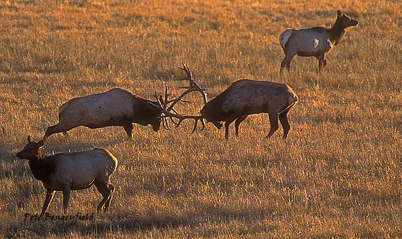 elk-4334-f