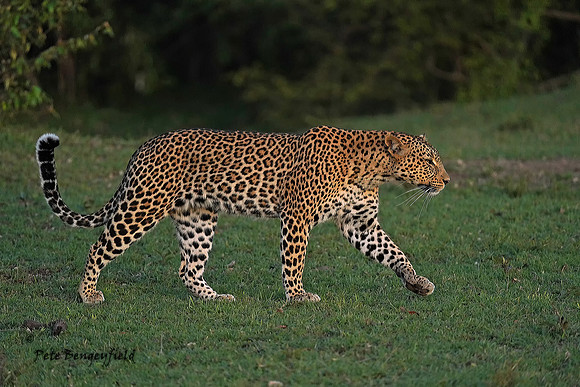 leo-028-d