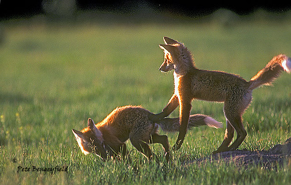 fox-093--k