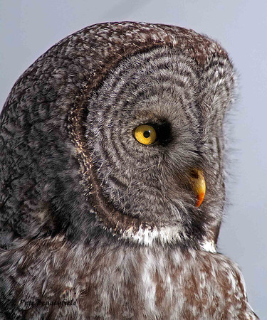 owl-511-d