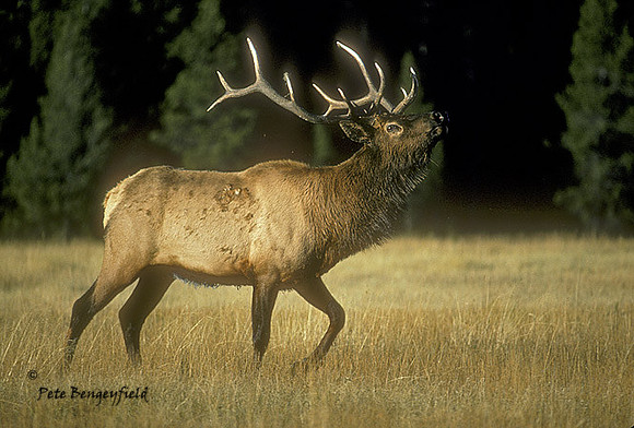 elk-0463-k