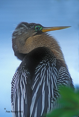 Anhinga