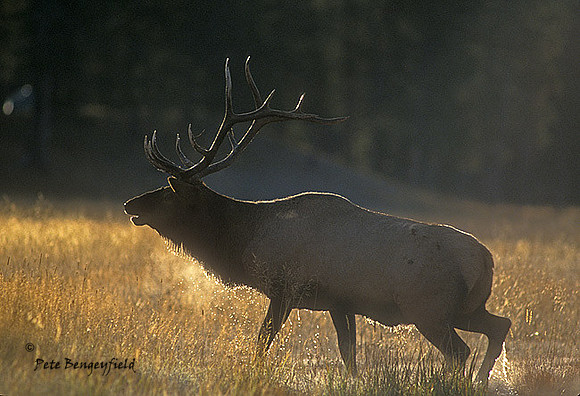 elk-2714-f