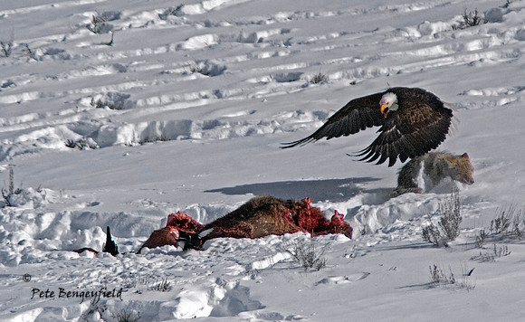 Carcass Conflict II