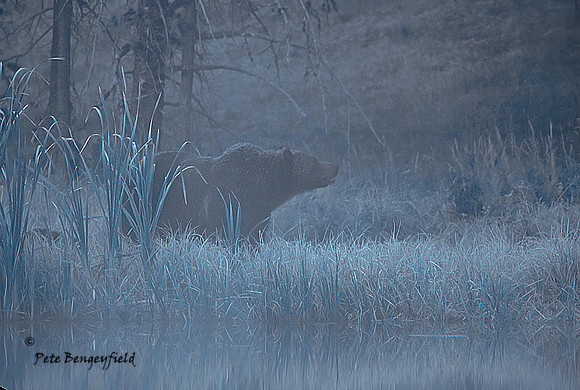 Ghost Bear