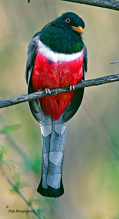 Elegant trogon