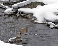 Bobcat
