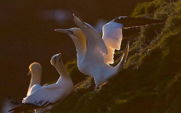 Gannet Love II
