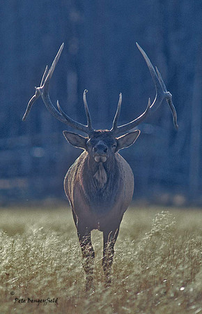 elk-2674-f