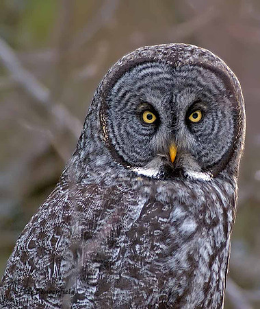 owl-515-d