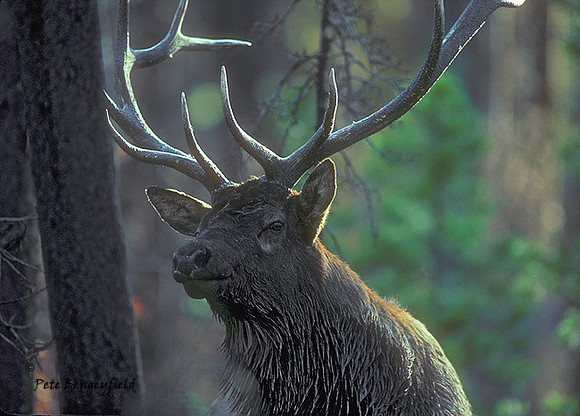 elk-1842-K